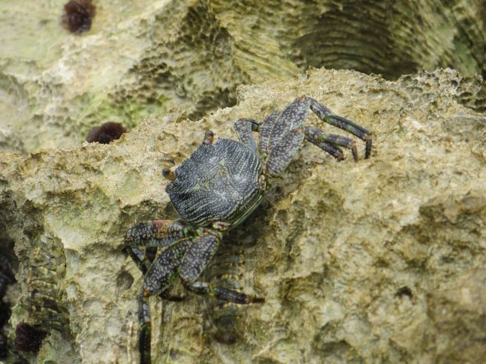 Das große Krabbeln sowie ein Mensch kommt weg Hotel Viva Dominicus Beach by Wyndham - All Inclusive Resort