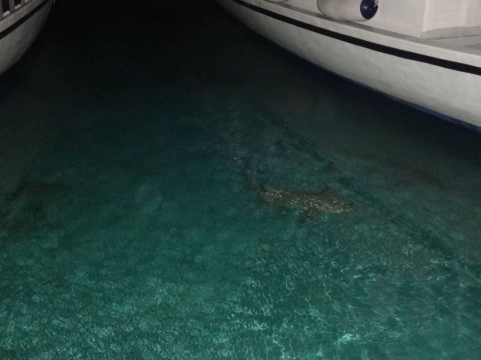 Haie am Jetty Kuredu Island Resort & Spa