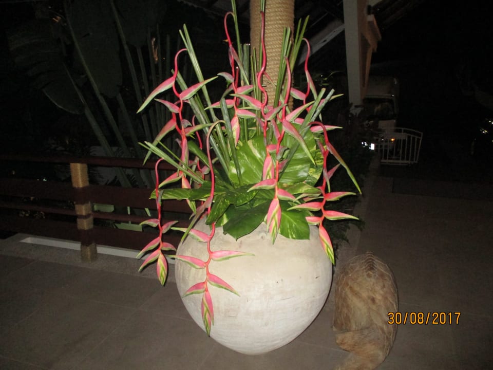 Lobby Cape Panwa Hotel