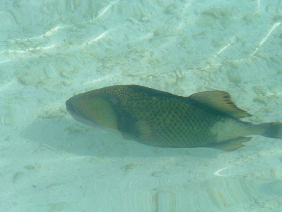 Rybka Meeru Maldives Resort Island