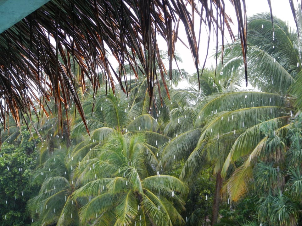 REGEN - auch das ist Kuramathi  Kuramathi Maldives