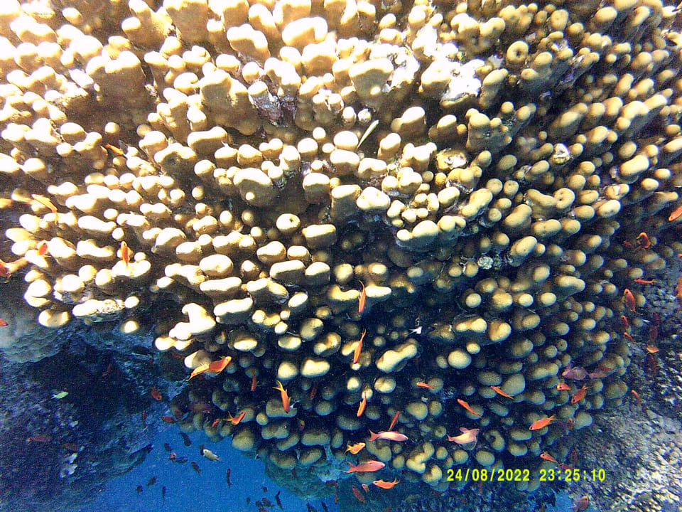 Sport & Freizeit Shams Alam Beach Resort