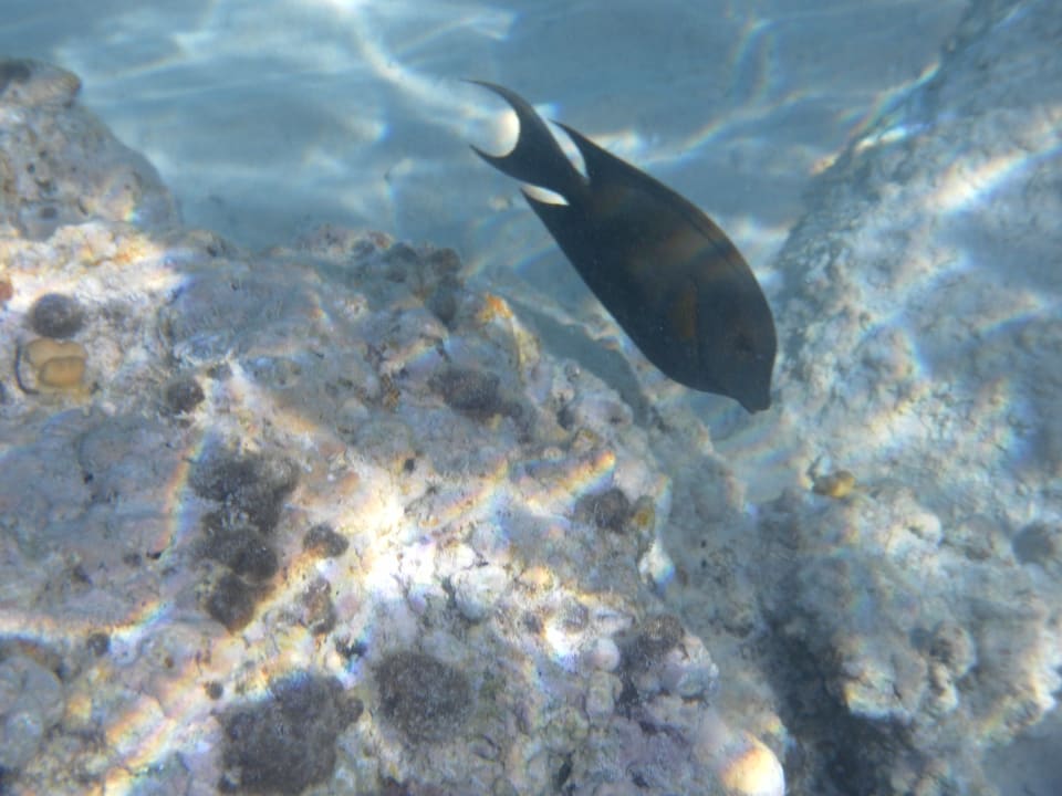 Strand Iberotel Casa Del Mar Resort