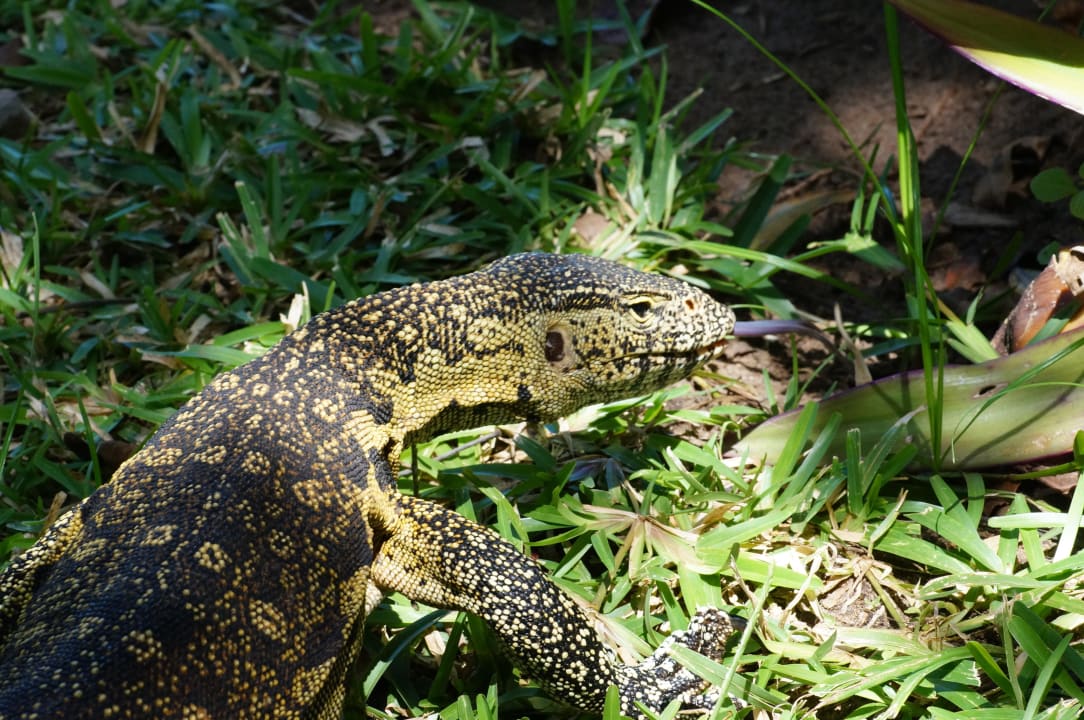 Unser Liegenfreund Baobab Beach Resort & Spa