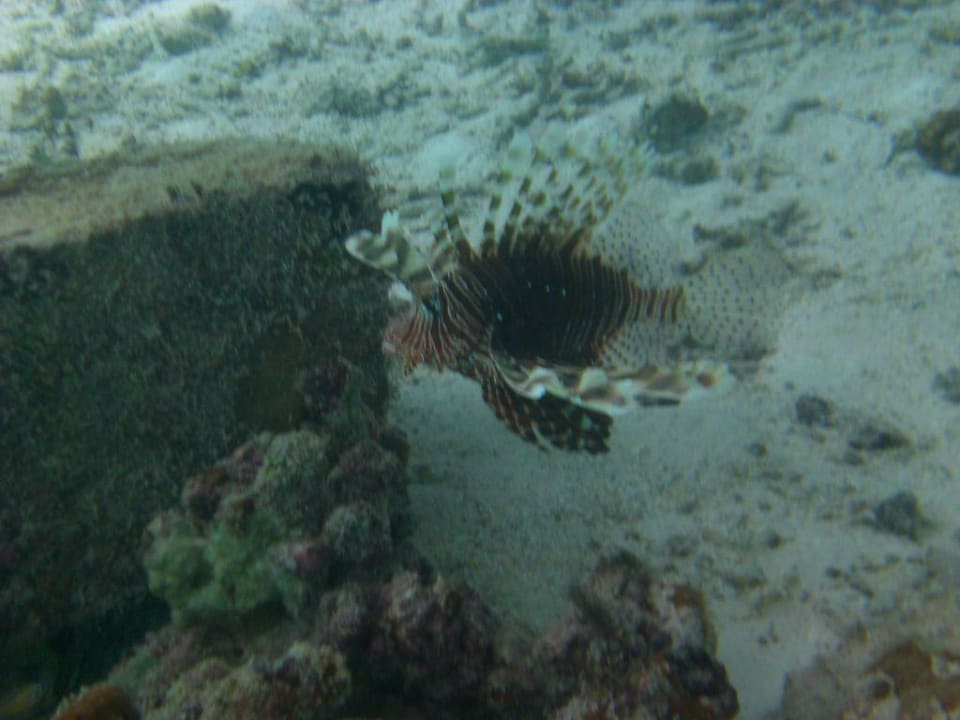 Rotfeuerfisch unter dem Bungi Cinnamon Hakuraa Huraa Maldives