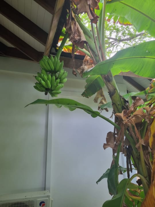 Sonstiges Cinnamon Dhonveli Maldives