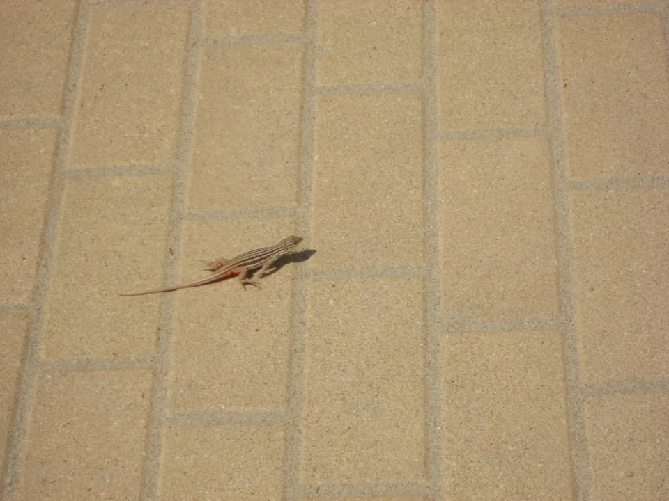 Kleine Besucher Hotel Riu Chiclana