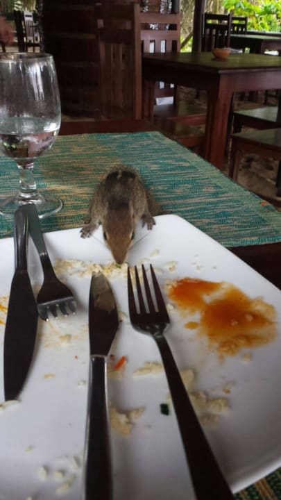 Ich liebe diese kleinen frechen Kerlchen Hotel Bentota Village