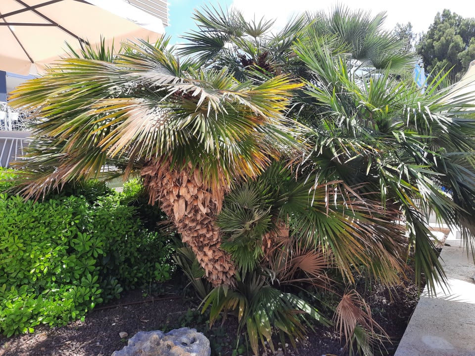 Gartenanlage Valamar Parentino Hotel