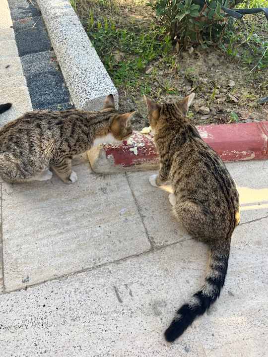 Gartenanlage Saphir Hotel & Villas