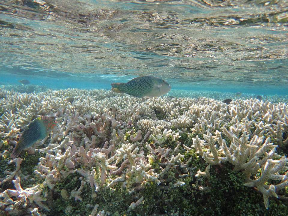 Beim Schnorcheln ananea Diamonds Athuruga