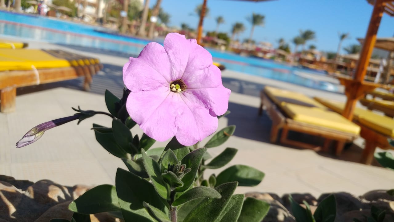 Gartenanlage Desert Rose