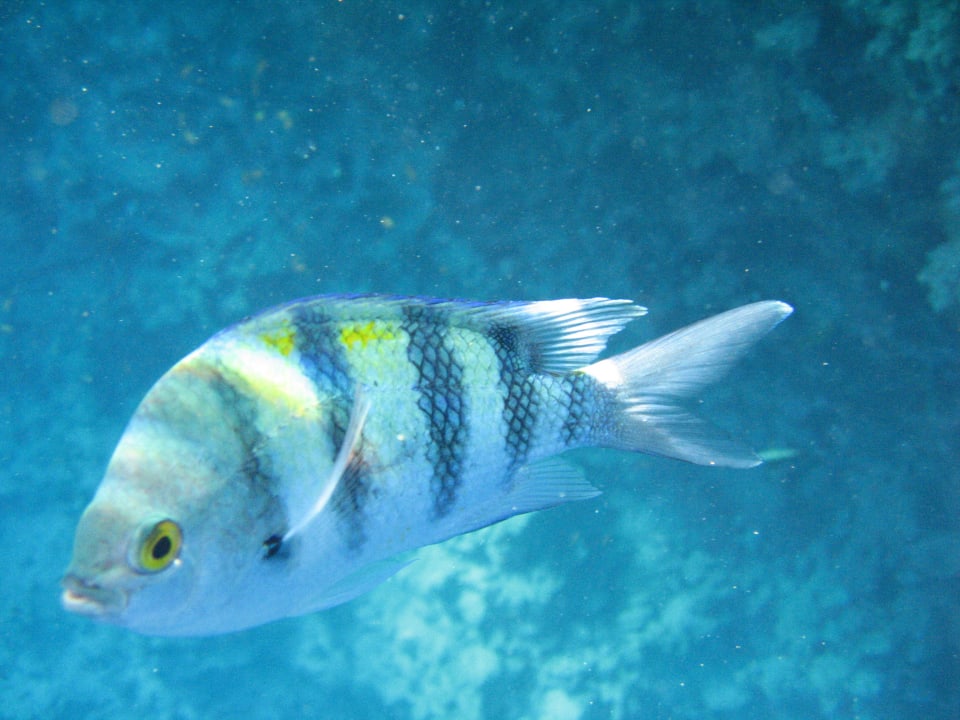 Hotel Riff The Grand Hotel Sharm El Sheikh