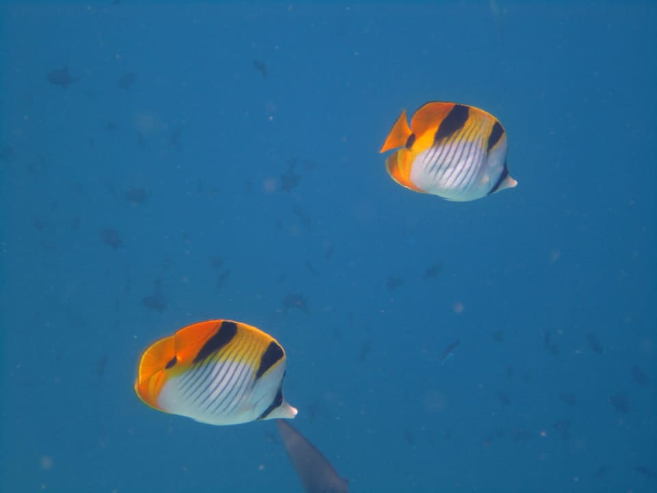 Unterwasserwelt NH Collection Maldives Reethi Resort