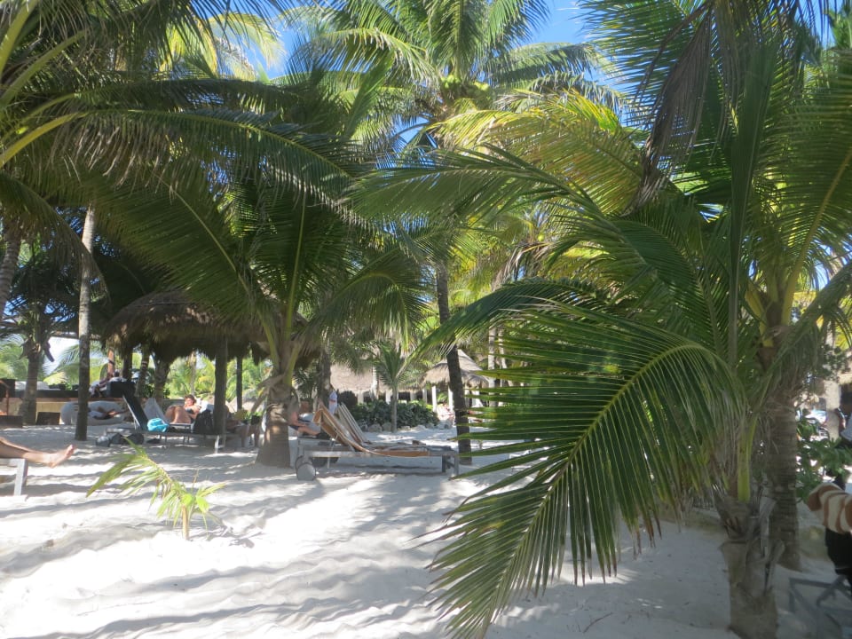 Genügend Schattenplätze unter Pamen Catalonia Royal Tulum Beach & Spa Resort - Adults only