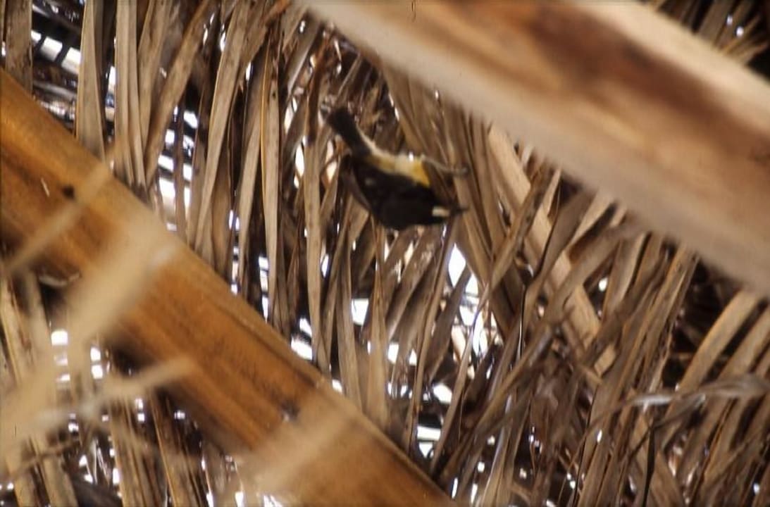 Vogel unterm Sonnendach Manchebo Beach Resort & Spa