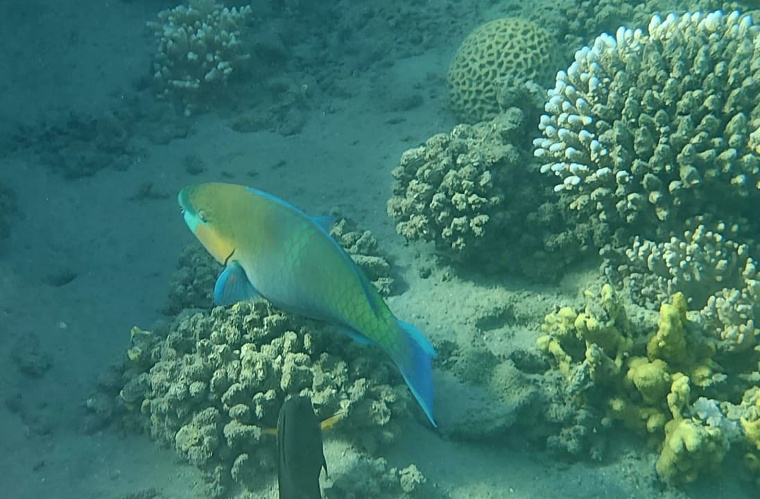 Sport & Freizeit Shams Alam Beach Resort