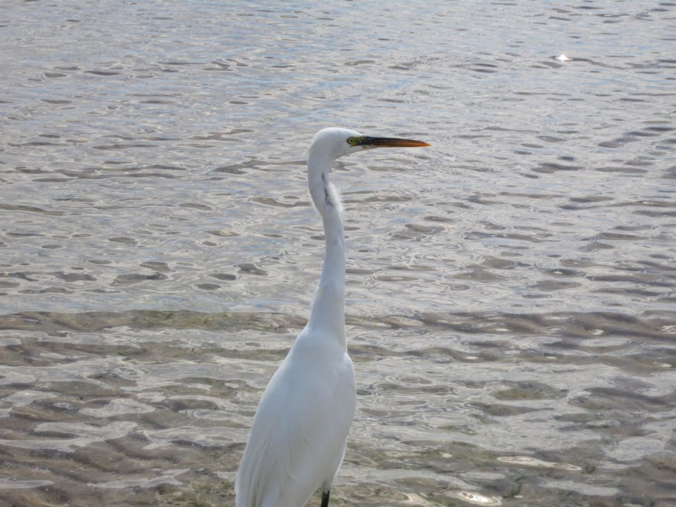 Am Strand ROBINSON SOMA BAY