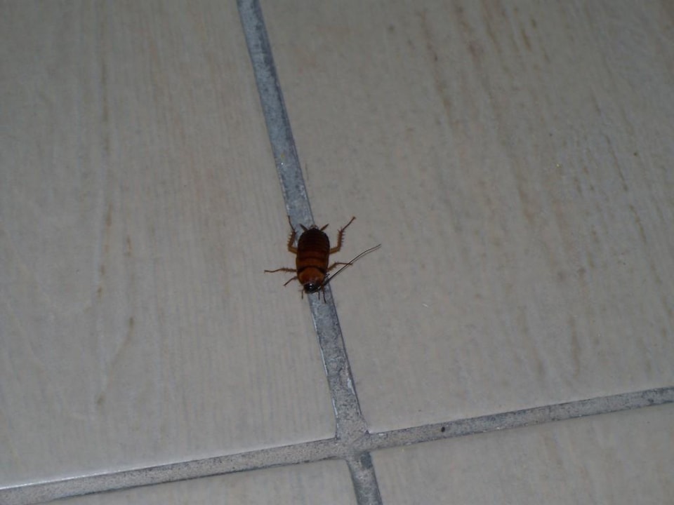 Im Männer Zimmer Giftun Azur Resort