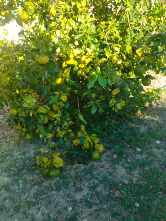 Gartenanlage Hotel Natura Beach