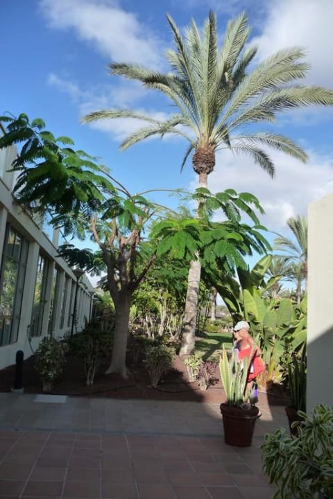Palme vor dem Wellnessbereich SBH Hotel Costa Calma Palace