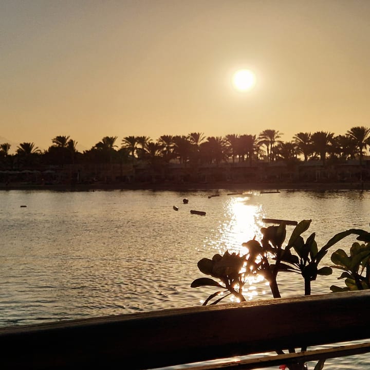 Ausblick Desert Rose