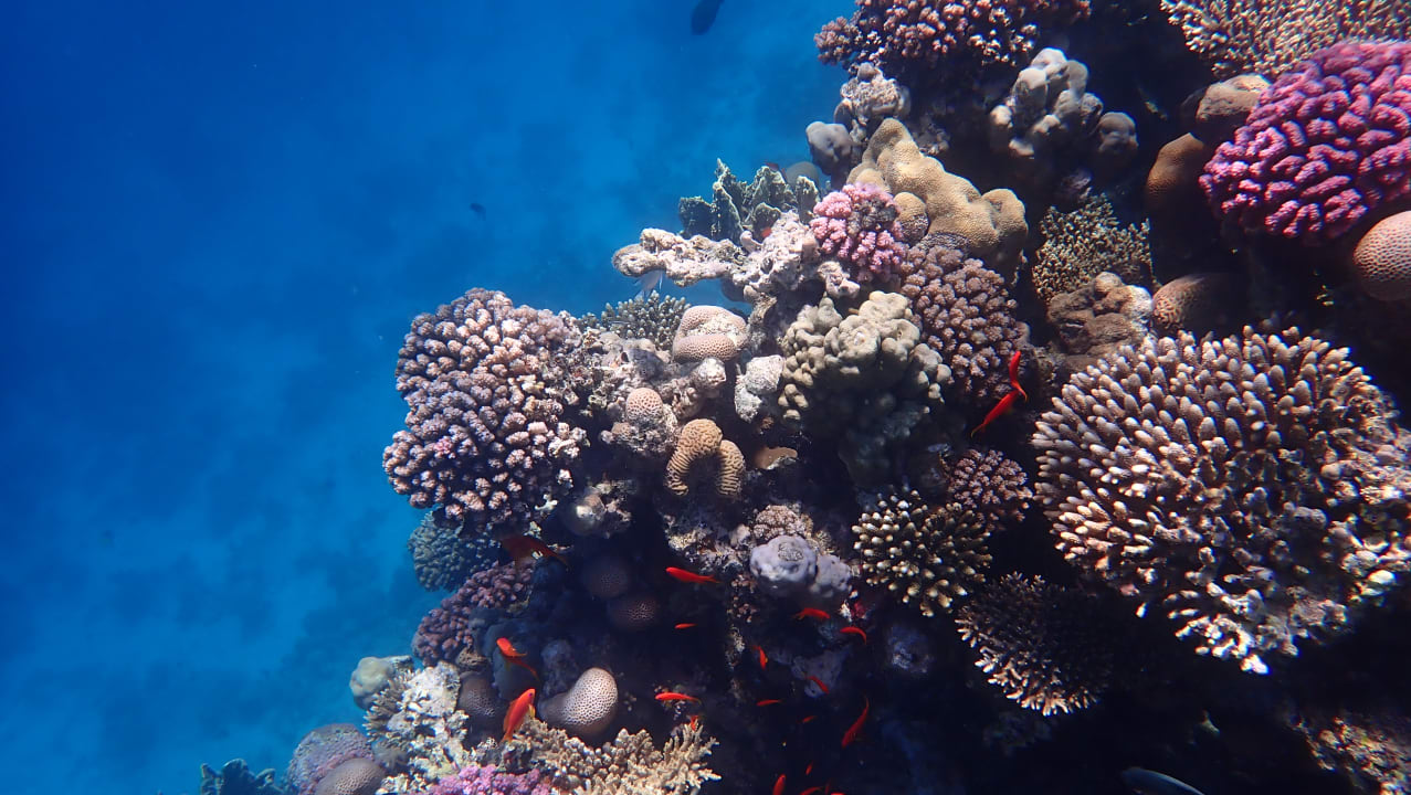 Strand Arabia Azur Resort