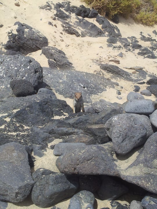 Sehr zutraulich die Erdmännchen SBH Club Paraiso Playa