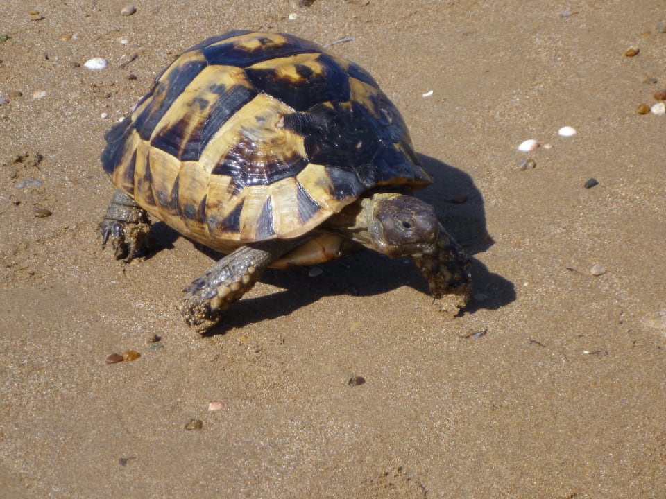 Schildi am Strand Royal Atlantis Spa & Resort