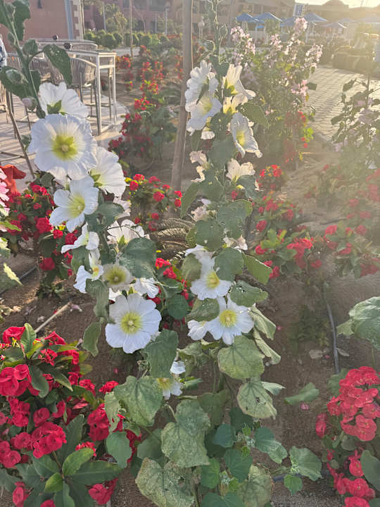 Sonstiges Pickalbatros Villaggio Resort - Portofino