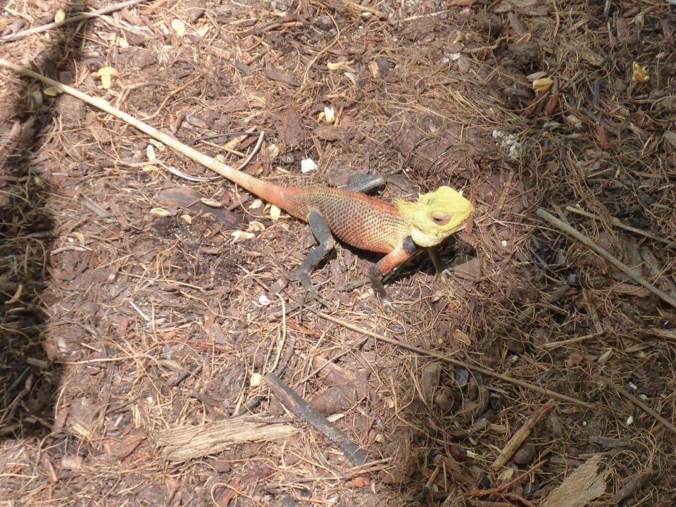 Geko Kuramathi Maldives