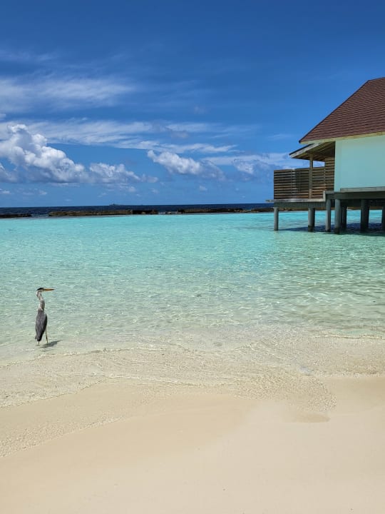 Strand Ellaidhoo Maldives by Cinnamon