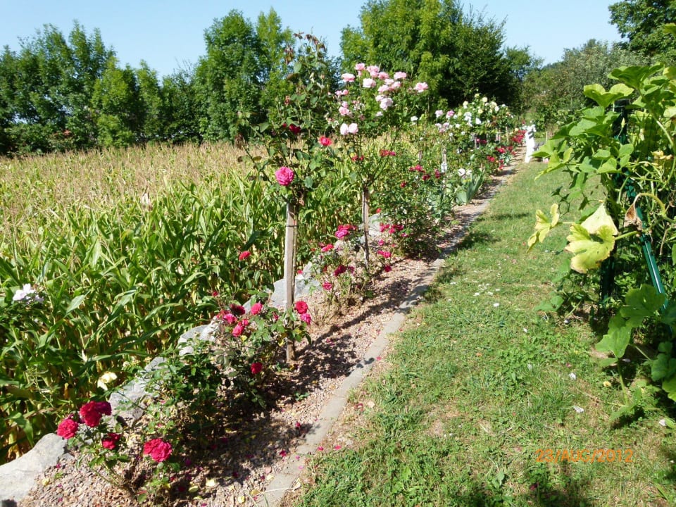 Ein Teil des Gartens Hotel Gasthof Scheer