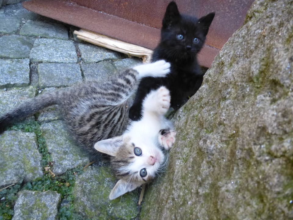 Katzen  Familienbauernhof König