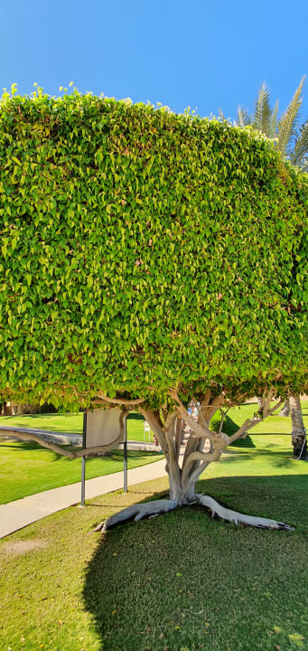 Gartenanlage Steigenberger Coraya Beach - Adults only