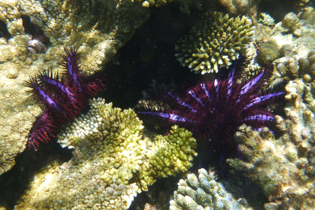 Unterwasser Embudu Village