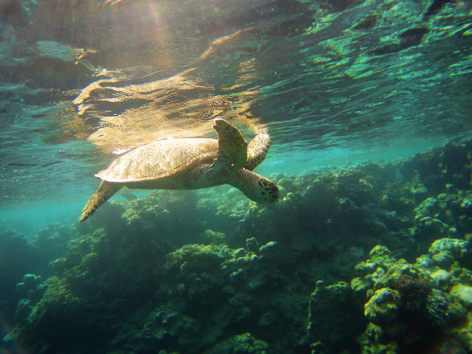 Sport & Freizeit Three Corners Equinox Beach Resort