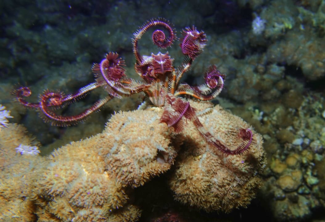 Sport & Freizeit Three Corners Equinox Beach Resort