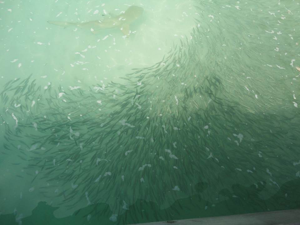 Willkommensbegrüßung Kuramathi Maldives