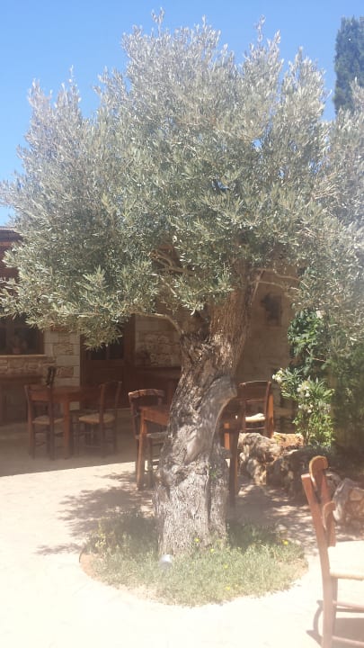 Gartenanlage Cactus Royal