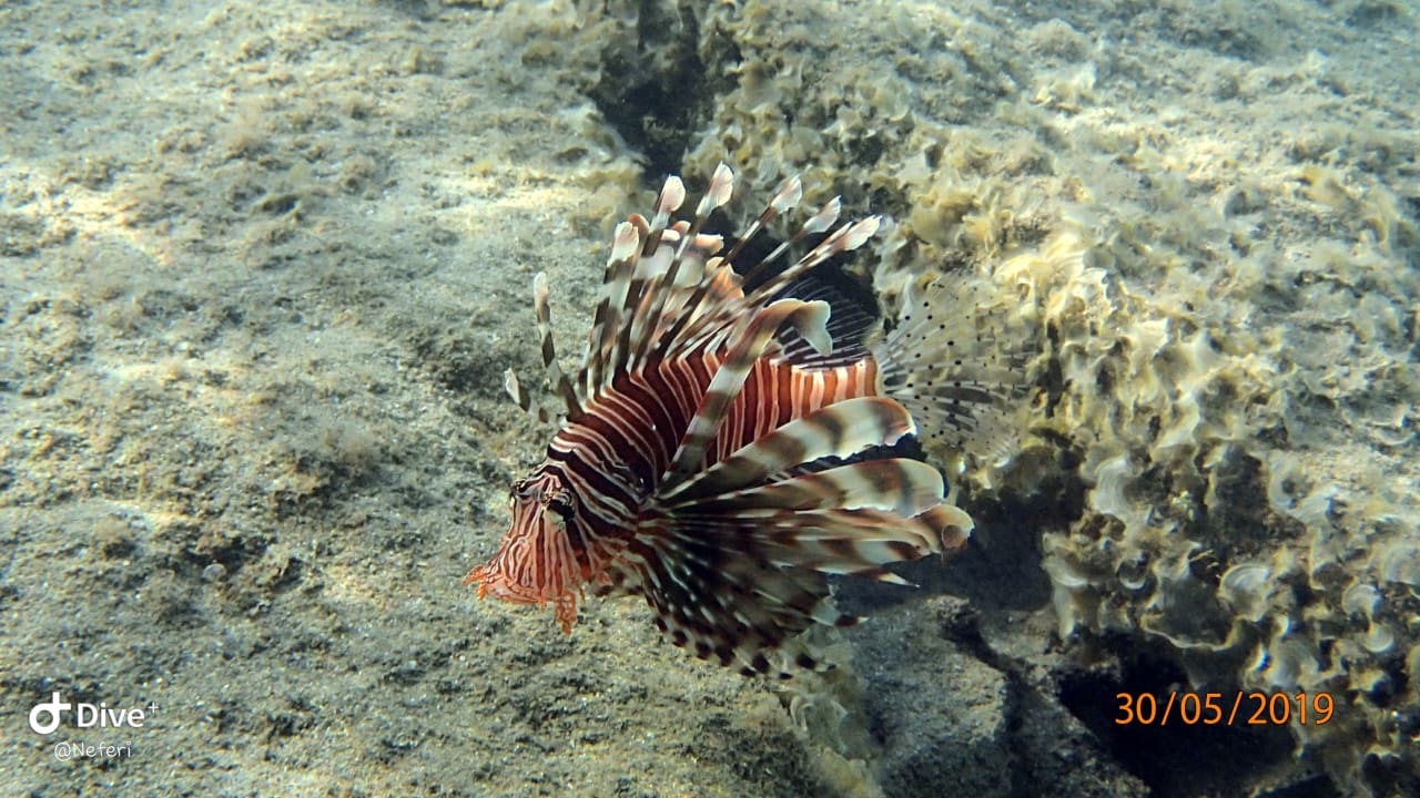 Sport & Freizeit  Shams Alam Beach Resort