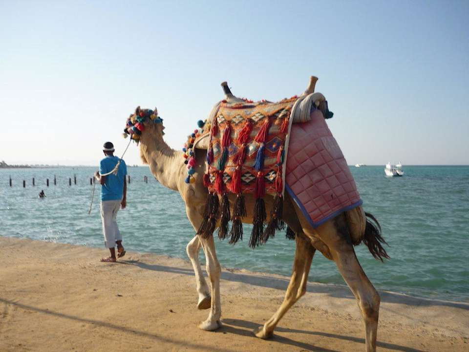 Ja selbst am Strand gibt es Wüstenschiffe Riviera Aqua Park Resort