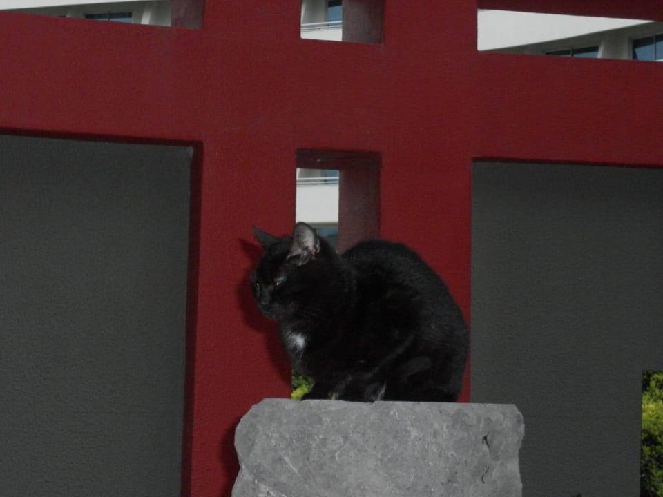 Empfangskatze niedlich Limak Lara Deluxe Hotel & Resort