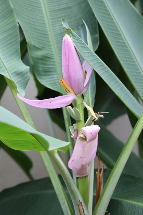 Garten Bangsak Village