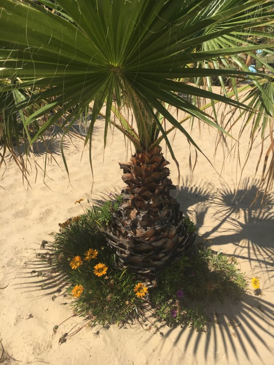 Strand Hotel Paradis Palace
