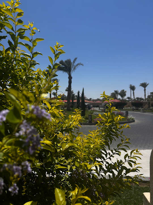 Gartenanlage Aladdin Beach Resort