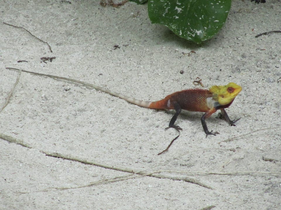 Inselbewohner NH Collection Maldives Reethi Resort