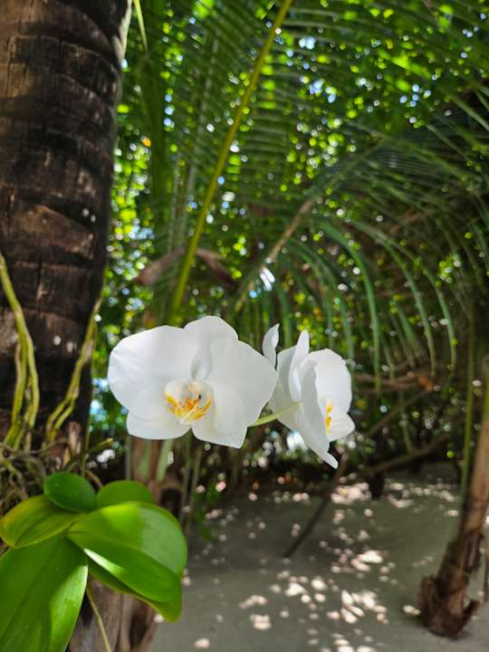 Gartenanlage Hotel Riu Atoll