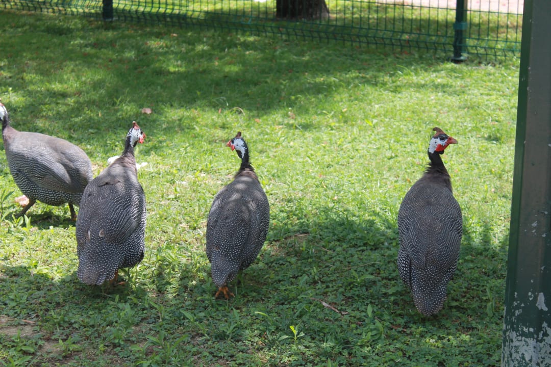 Kleiner Zoo VONRESORT Golden Beach