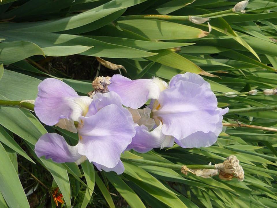 Blumen ROBINSON QUINTA DA RIA